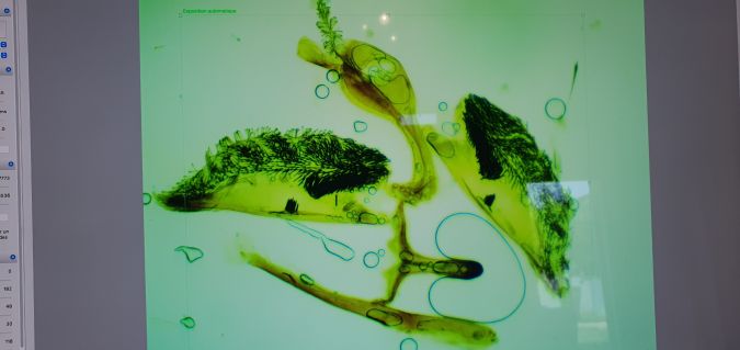 Chamaesphecia aerifrons  - Melchior Viallet