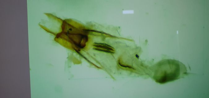 Coleophora alticolella  - Melchior Viallet