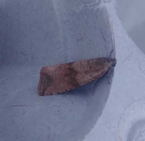 Celypha striana 