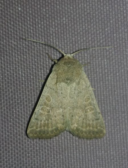 Hoplodrina indéterminé 