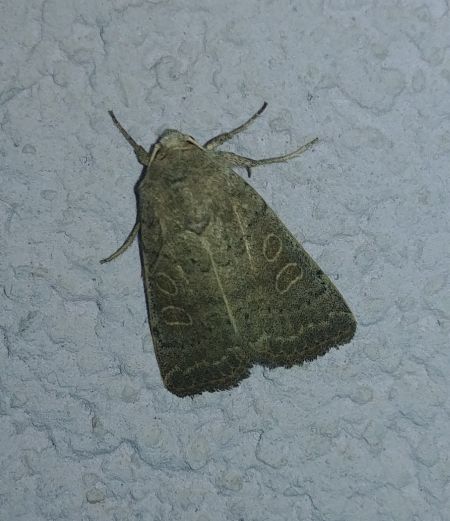 Hoplodrina indéterminé 