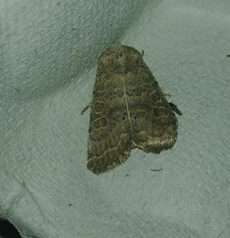 Hoplodrina indéterminé 