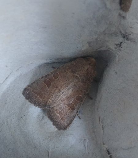Hoplodrina indéterminé 