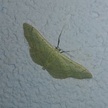 Idaea straminata 