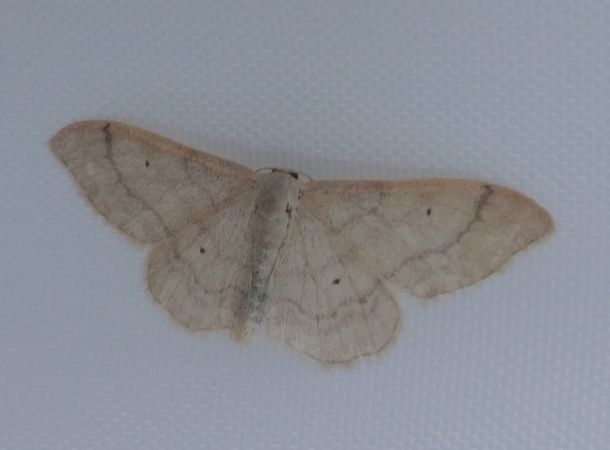 Idaea straminata 