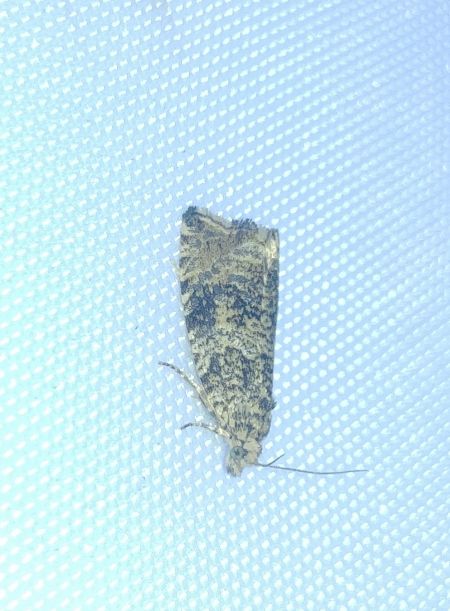 Celypha lacunana 