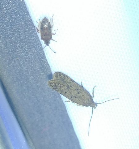 Bryotropha terrella 