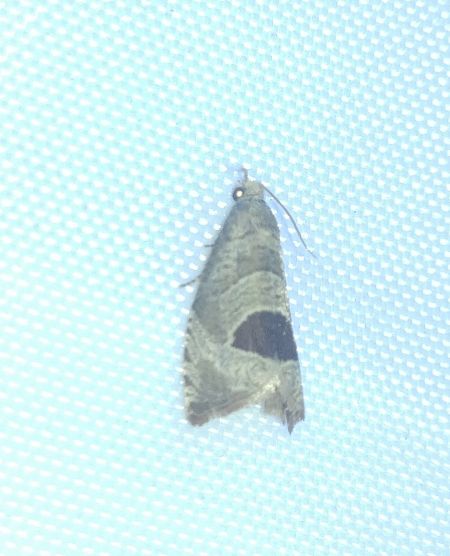 Notocelia uddmanniana 
