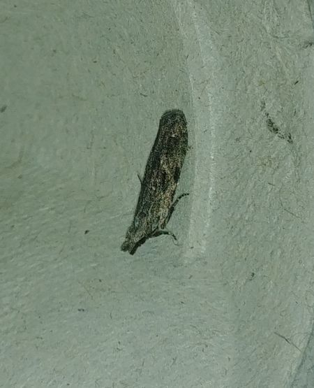 Anarsia lineatella 