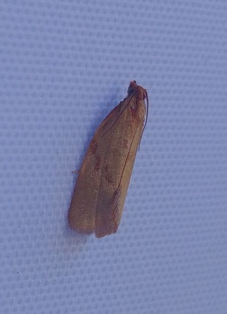 Clepsis consimilana 