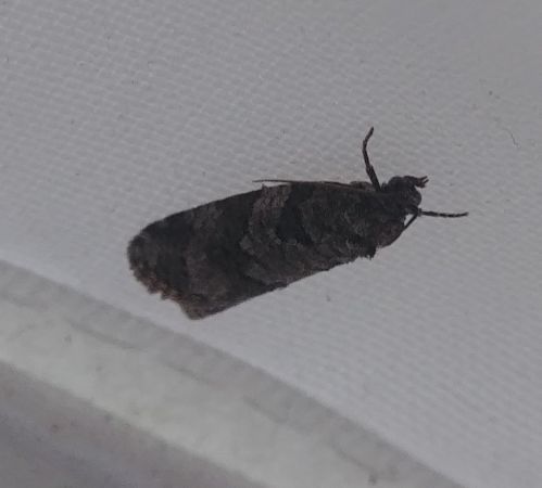 Cnephasia sp. 