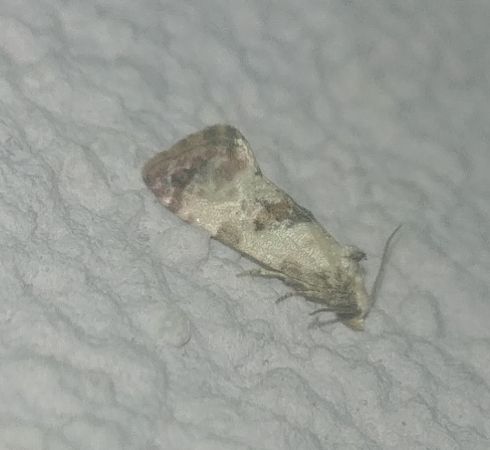 Cochylis hybridella 