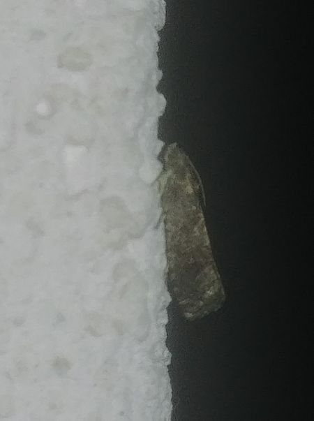 Cydia splendana 
