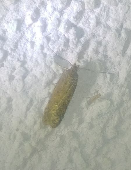 Bryotropha terrella 