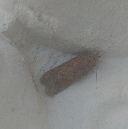 Bryotropha terrella 