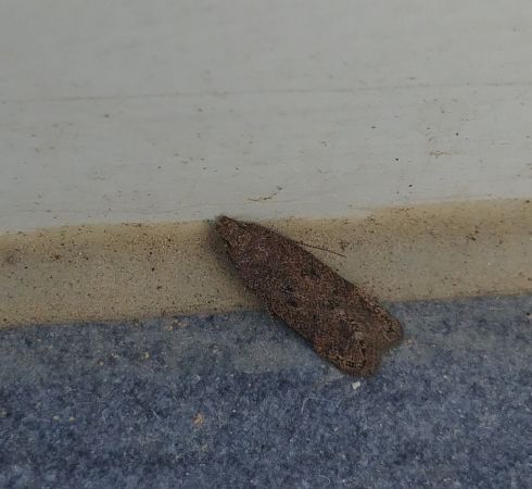 Bryotropha terrella 