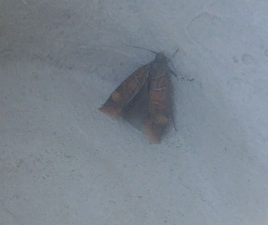 Promalactis procerella 