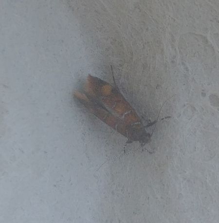 Promalactis procerella 