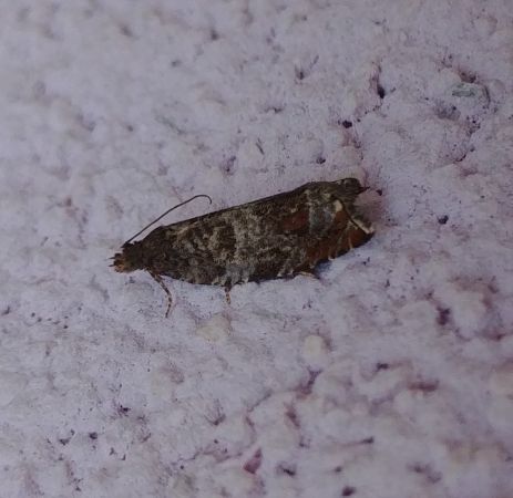 Ancylis achatana 