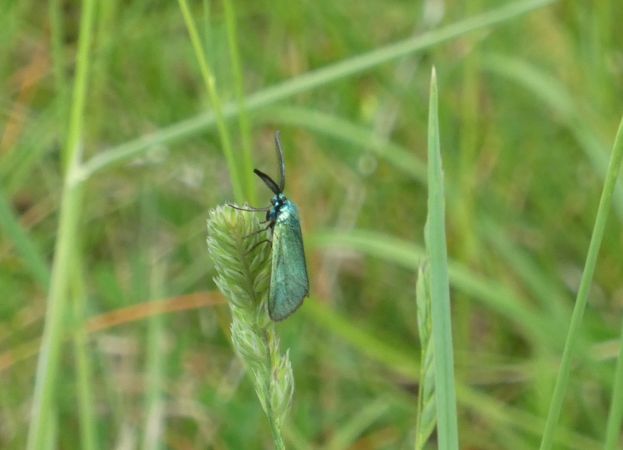 Adscita sp.  - Françoise Rauzieres (TGB-SSNTG)