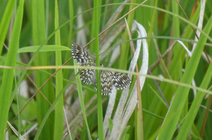 Scopula tessellaria  - Françoise Rauzieres (TGB-SSNTG)