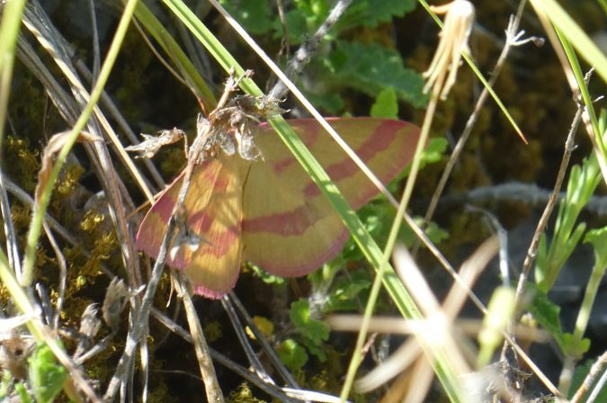 Lythria purpuraria  - Françoise Rauzieres (TGB-SSNTG)