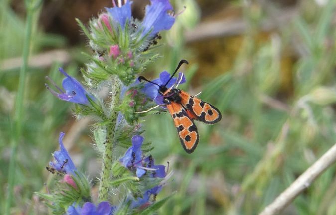 Auspicious Burnet Moth  - Françoise Rauzieres (TGB-SSNTG)