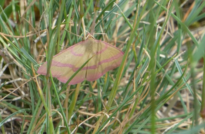 Rhodostrophia calabra  - Françoise Rauzieres (TGB-SSNTG)