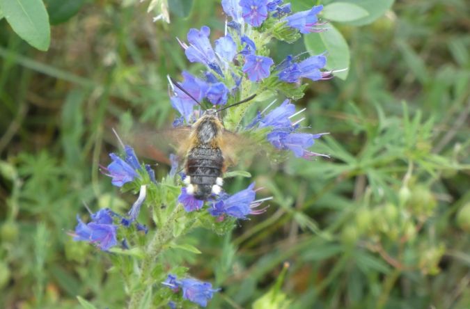 Hemaris fuciformis  - Françoise Rauzieres (TGB-SSNTG)