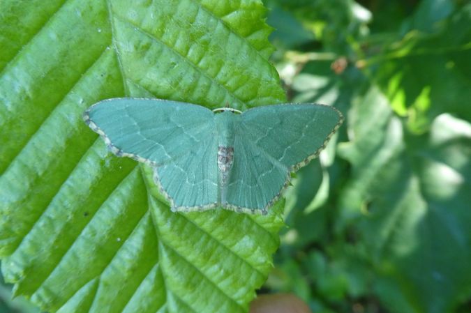 Hemithea aestivaria  - Françoise Rauzieres (TGB-SSNTG)
