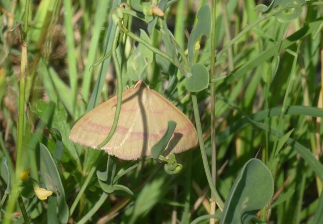 Rhodostrophia calabra  - Françoise Rauzieres (TGB-SSNTG)