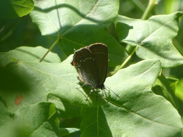 Thècle (Thécla) de l'yeuse  - Françoise Rauzieres (TGB-SSNTG)