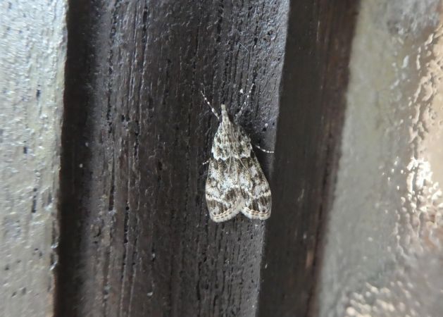Eudonia sp.  - Françoise Rauzieres (TGB-SSNTG)