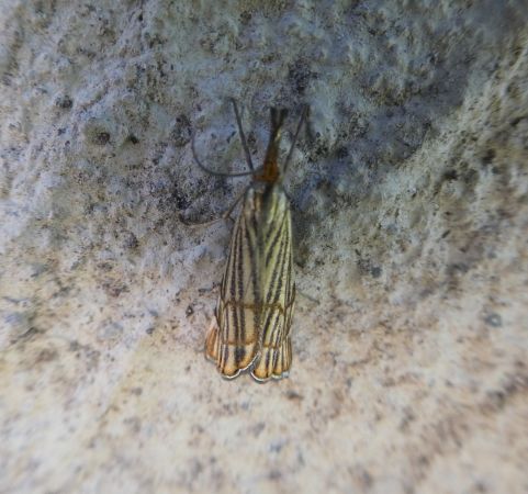 Crambus indéterminé  - Françoise Rauzieres (TGB-SSNTG)