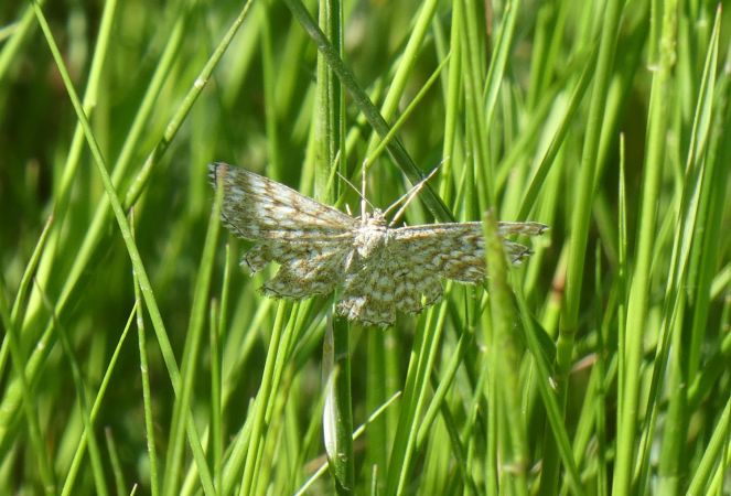 Scopula tessellaria  - Françoise Rauzieres (TGB-SSNTG)