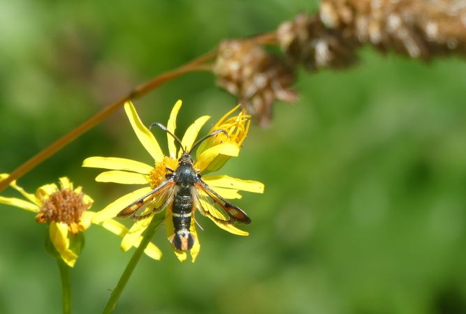 Sésie de l'Oseille  - Françoise Rauzieres (TGB-SSNTG)