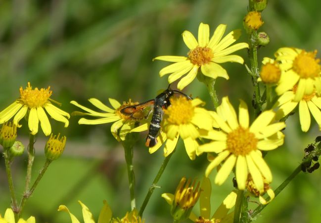 Sésie de l'Oseille  - Françoise Rauzieres (TGB-SSNTG)