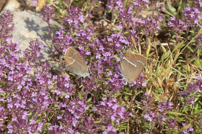 Thècle (Thécla) des nerpruns  - Françoise Rauzieres (TGB-SSNTG)