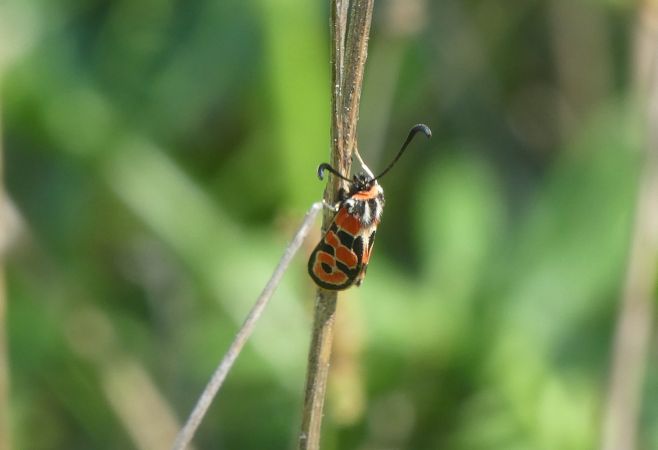 Zygène de la petite coronille  - Françoise Rauzieres (TGB-SSNTG)