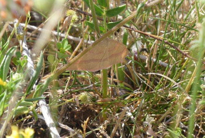 Rhodostrophia calabra  - Françoise Rauzieres (TGB-SSNTG)