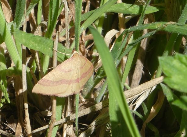Rhodostrophia calabra  - Françoise Rauzieres (TGB-SSNTG)