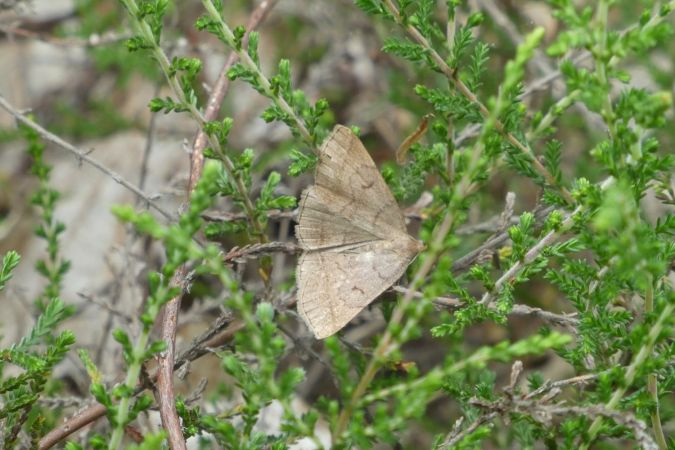 Herminia tarsipennalis  - Françoise Rauzieres (TGB-SSNTG)