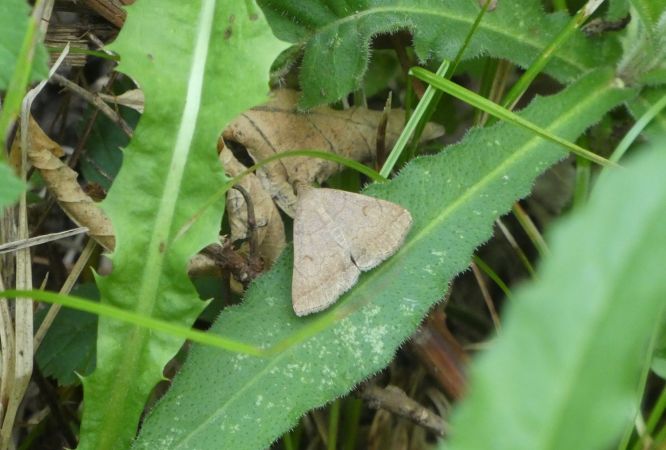 Herminia tarsipennalis  - Françoise Rauzieres (TGB-SSNTG)