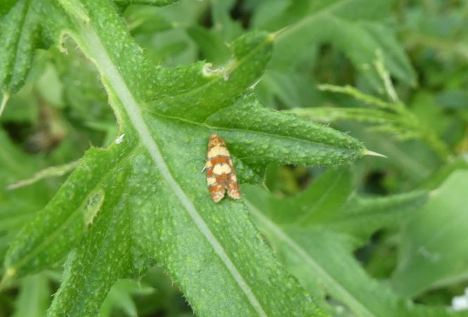 Aethes tesserana  - Françoise Rauzieres (TGB-SSNTG)
