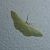 Idaea straminata 