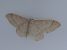 Idaea straminata 