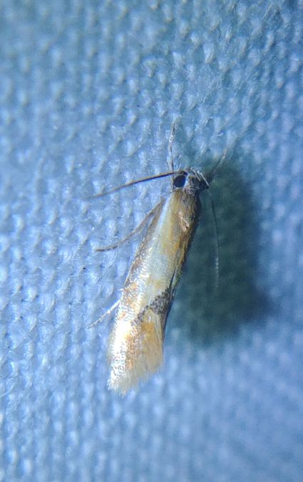 Batia sp. 
