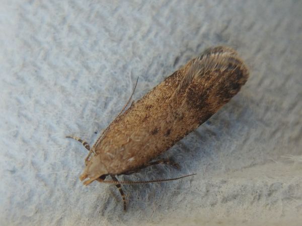 Pexicopia malvella 