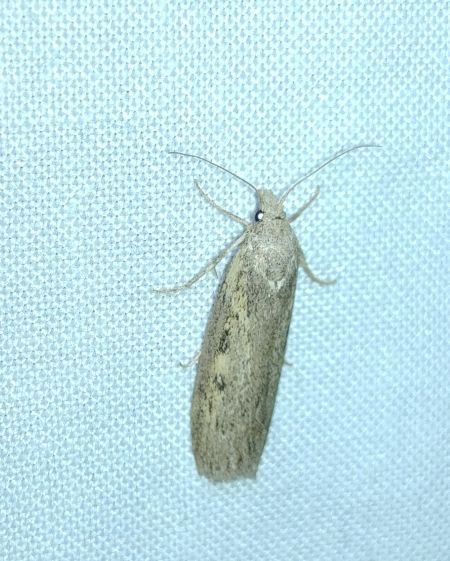 Melissoblaptes zelleri 
