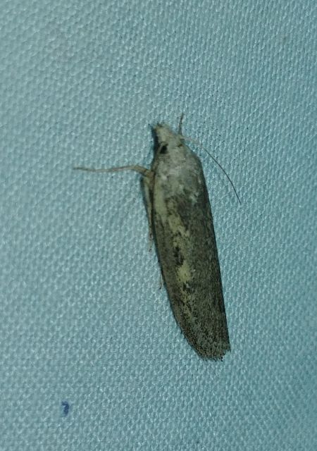Melissoblaptes zelleri 